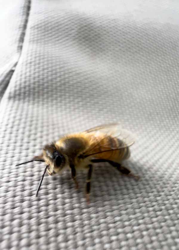 Biene sitzt auf Bienenstockhülle