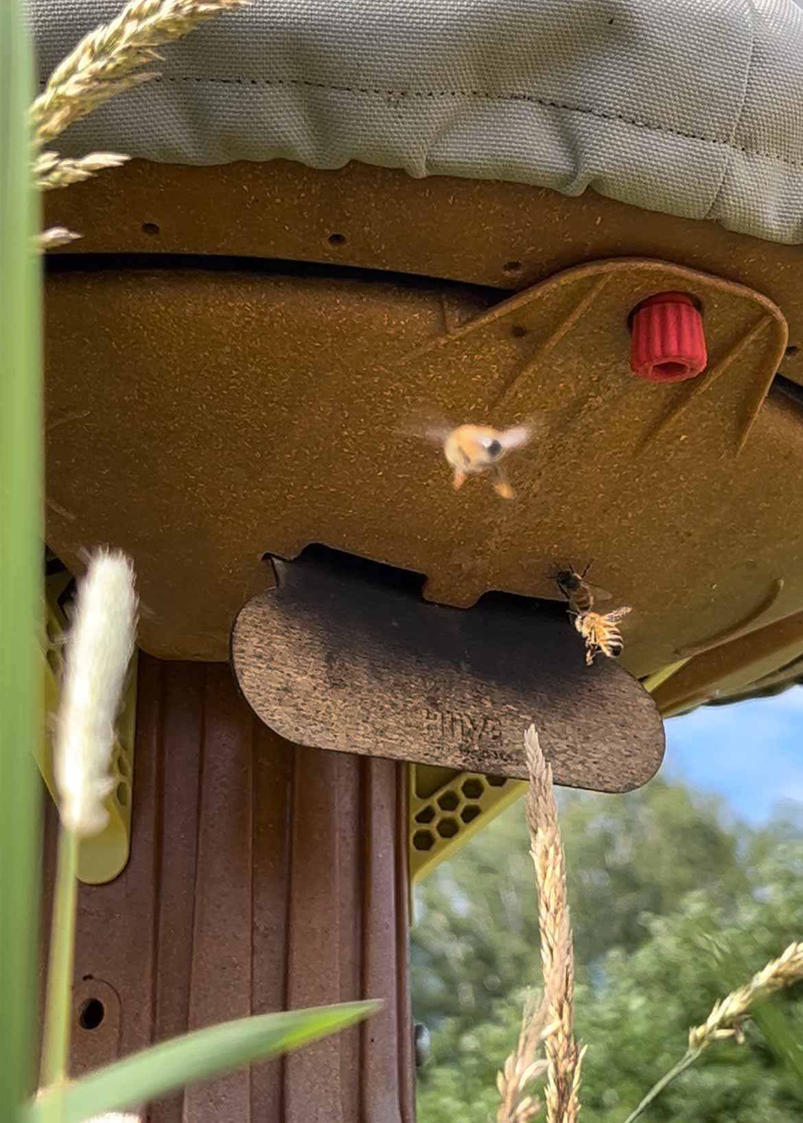 Bienen im Anflug zum Bienenstock
