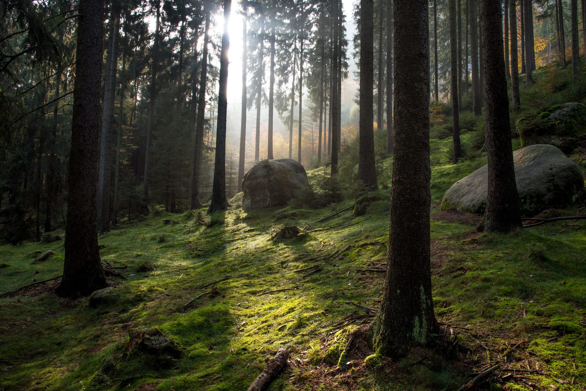 Lichteinfall im Wald