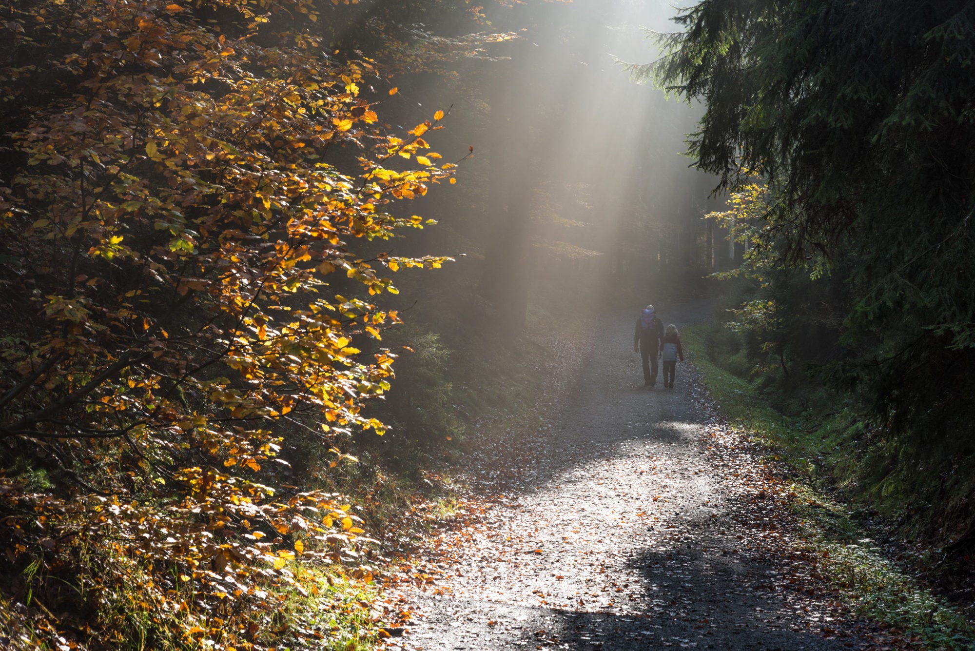 Spaziergänger mti schönem Lichteinfall im Herbstwald