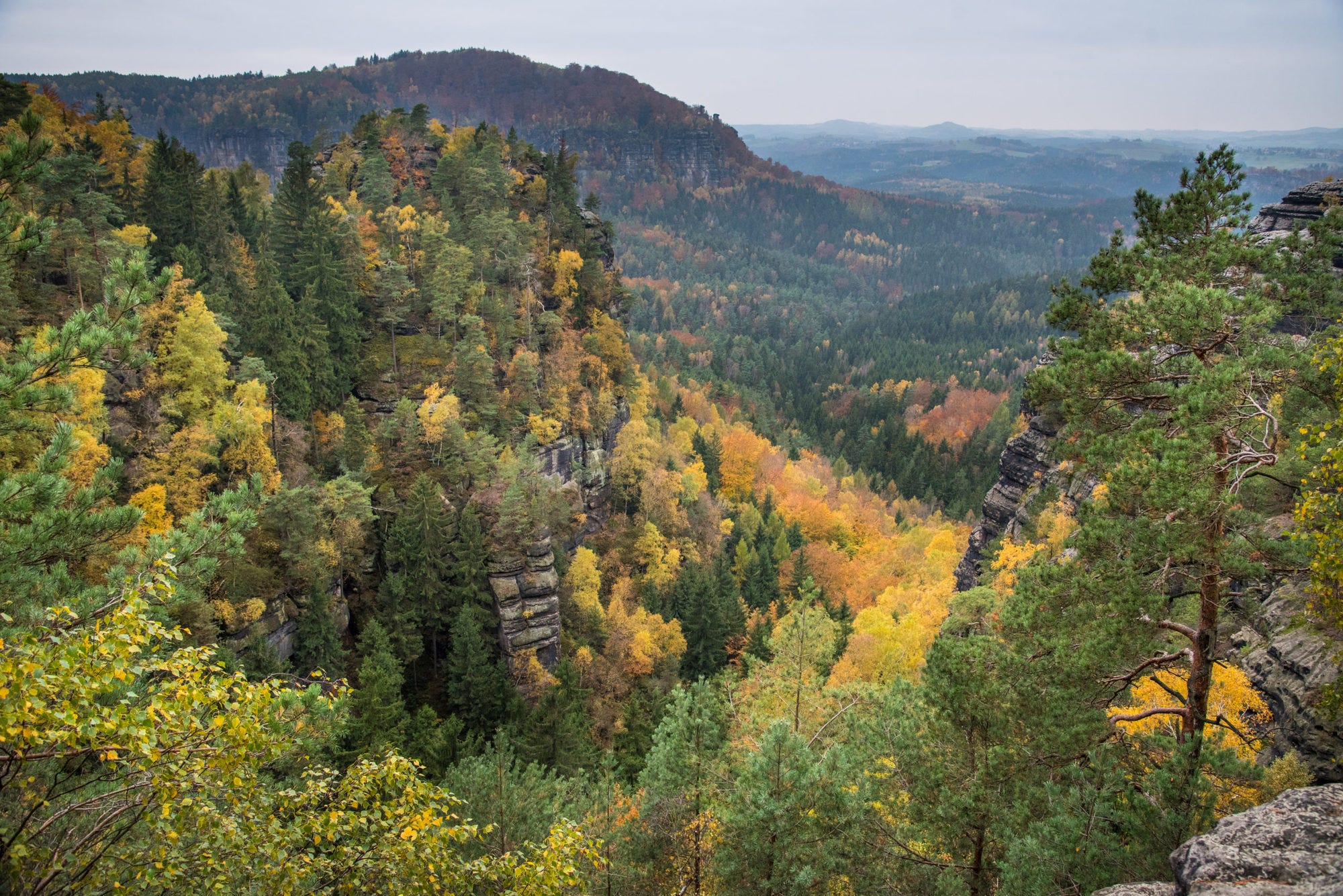 Gelb und orange - beginnende Herbstfärbung im Wald von oben