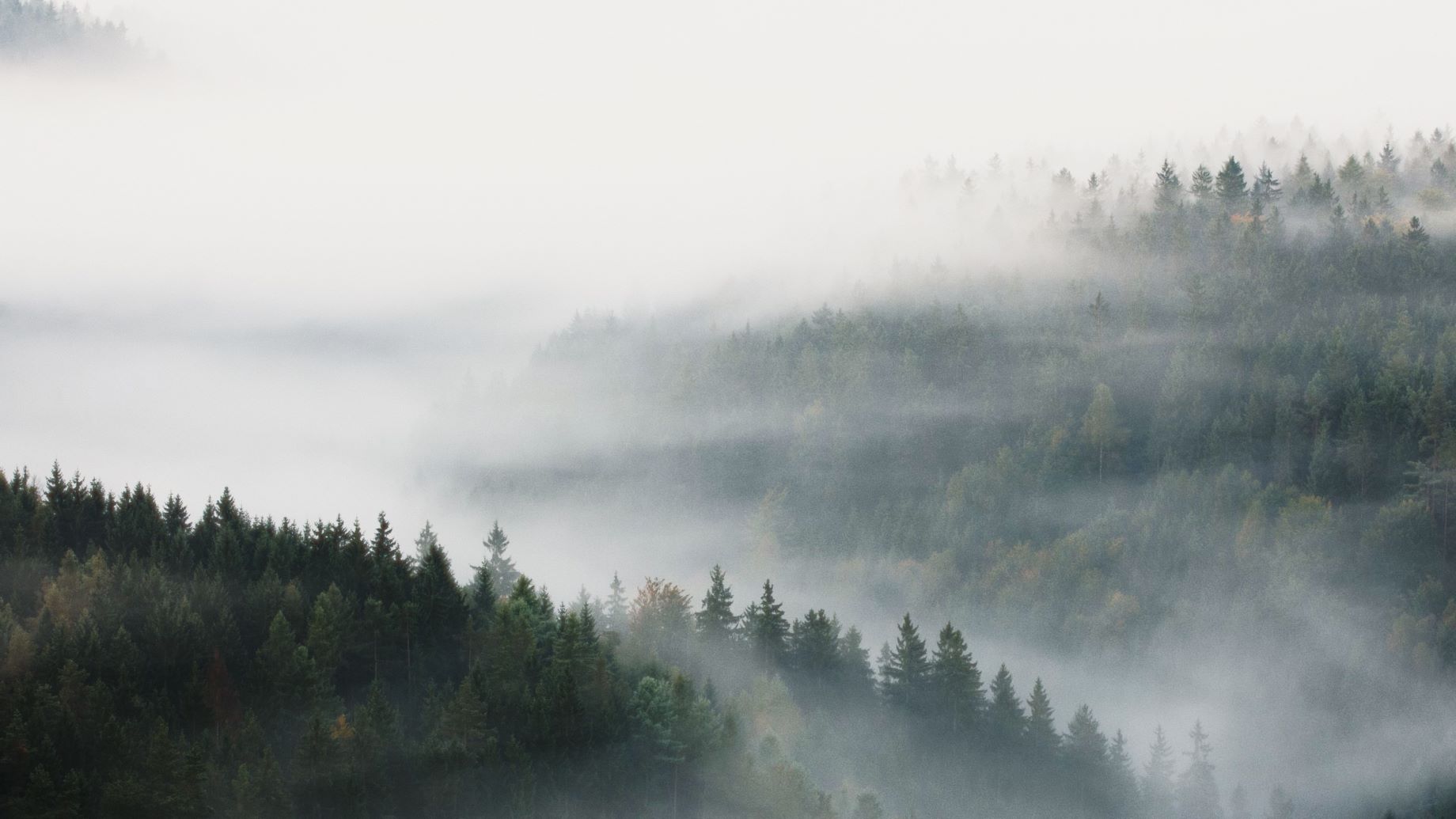 Wald mit Nebelschwaden