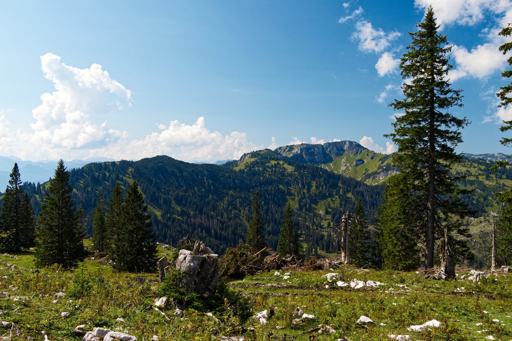 Ausblick auf Wald und Berge von der Schwarzalm aus.