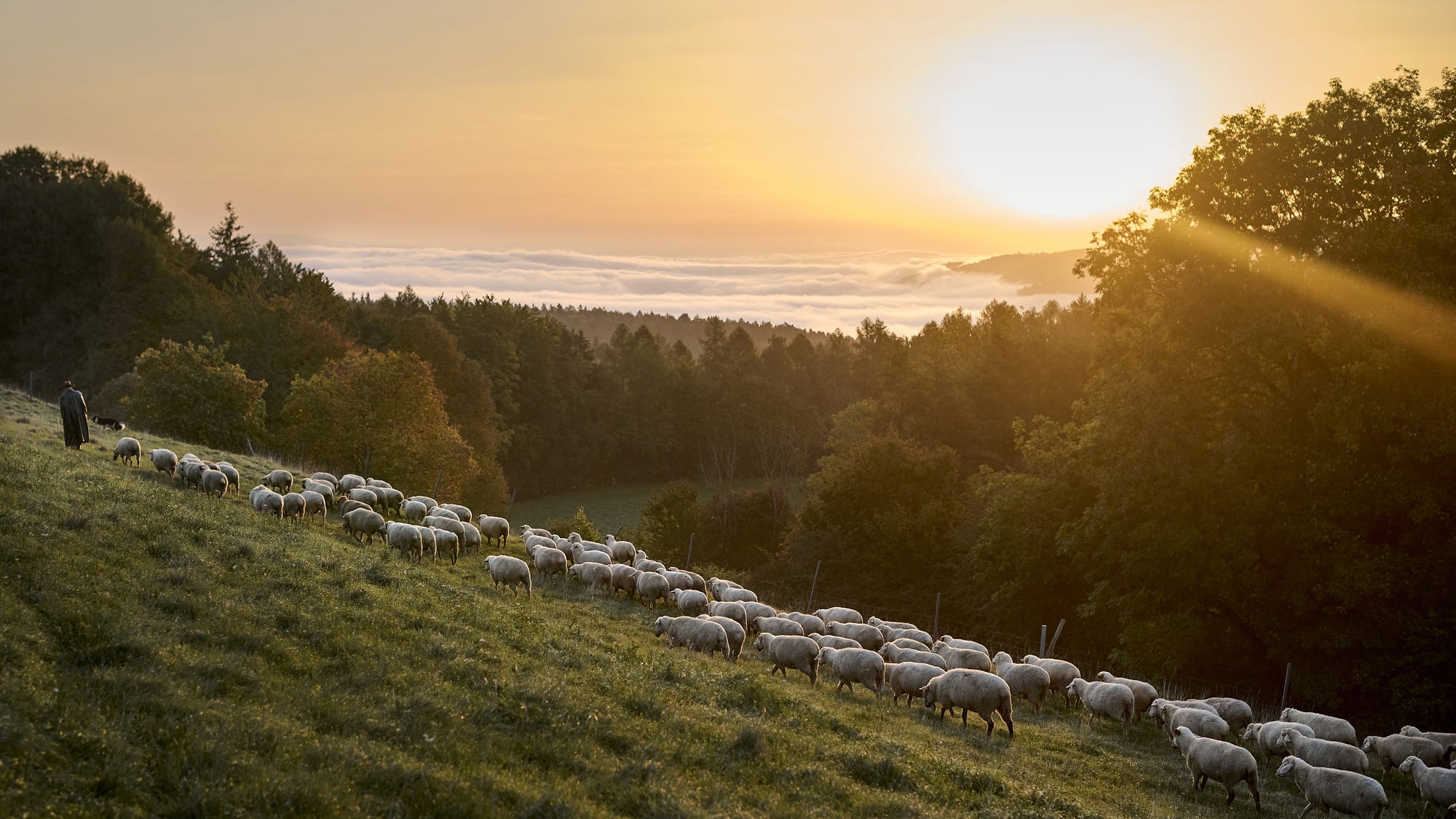 Schäfer mit Schafherde bei Sonnenaufgang mit Sicht auf den Bodensee.