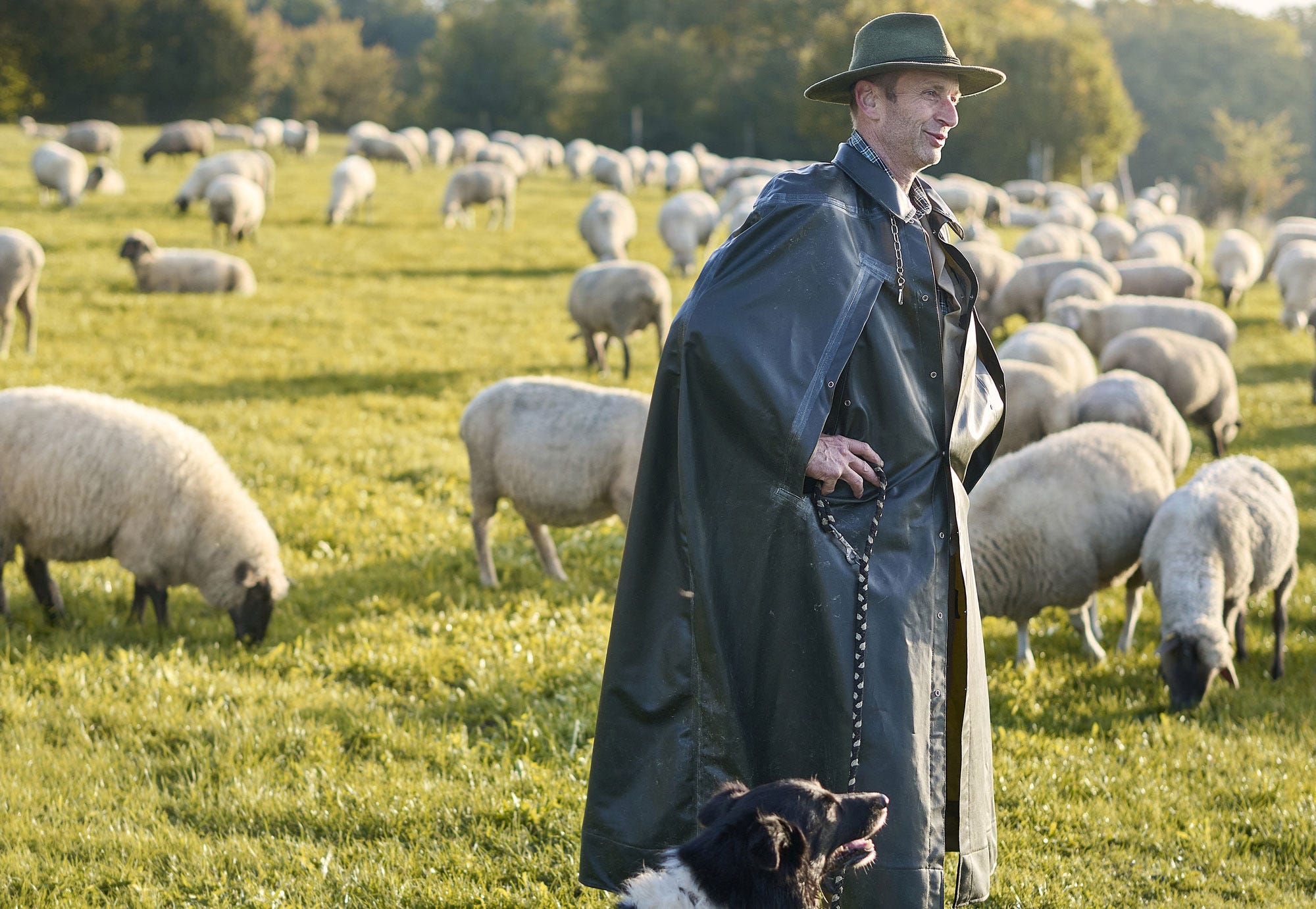 Schäfer mit Hütehund vor seiner Schafherde.